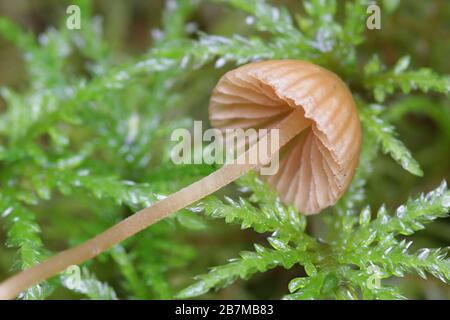 Galerina vittiformis, die behaarte Beinglocke, untersuchte auf Bioansammlungen von Schwermetallen Stockfoto