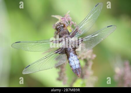 Libellula depressa, die breitbärige Chaser oder breitbärige Darterin, Libelle aus Finnland Stockfoto