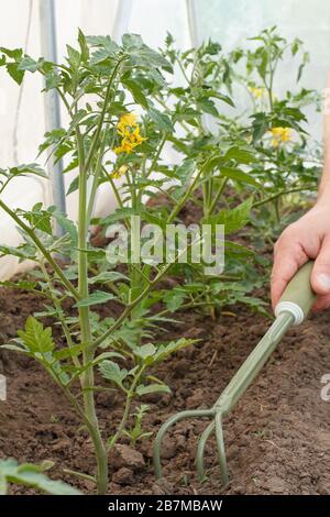 Gardene lockert Erde um junge blühende Tomatensträucher im Gewächshaus. Anbau von Tomaten unter Hausbedingungen. Geringe Schärfentiefe. Stockfoto