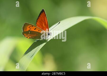 Lycaena virgaureae, bekannt als knappes Kupfer, ein Schmetterling aus Finnland Stockfoto