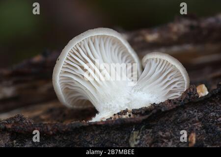 Pleurotus ostreatus, bekannt als Perlmutt-Austernpilz oder Winterauster, wilder Speisepilz aus Finnland Stockfoto