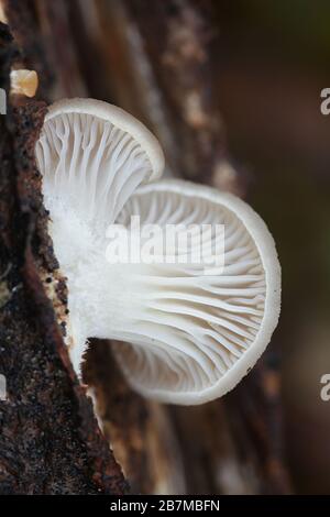 Pleurotus ostreatus, bekannt als Perlmutt-Austernpilz oder Winterauster, wilder Speisepilz aus Finnland Stockfoto