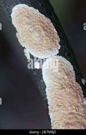 Cylindrobasidium evolvens (syn. Corticium-Laeve), bekannt als Tränendropper, Wildpilz aus Finnland Stockfoto