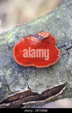 Trametes cinnabarina, bekannt als Cinnabar Bracket oder Northern Cinnabar Polypore, Wildpilz aus Finnland Stockfoto