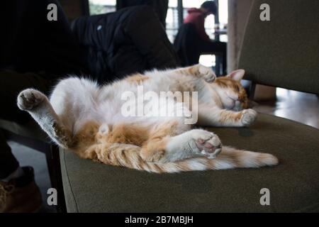 Nahaufnahme des Porträts einer lustigen Ingwerkatze, die auf einem Stuhl in einem Café schläft. Stockfoto