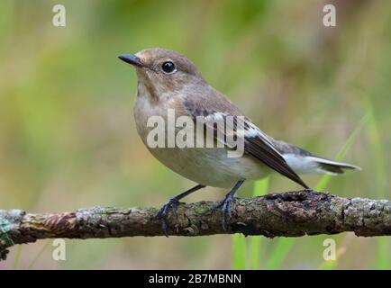 Weiblicher europäischer Fliegenfänger (Fikedula hypoleuca) sitzt auf kleiner Perücke mit sauberem grünen Grashintergrund Stockfoto