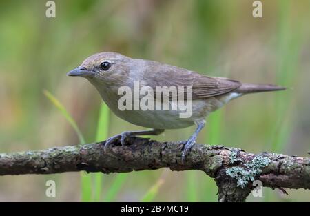 Gartenwarbler (sylvia borin) posiert auf wenig Ast im hellgrauen Gefieders Stockfoto