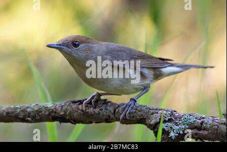 Weibliche eurasische Schwärze (sylvia atricapilla) thront auf dem alten Ast in aktiver Pose Stockfoto