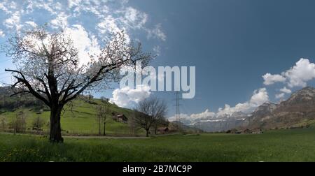Frühlingskirsche gegen die Abendsonne in Flums, Schweiz Stockfoto