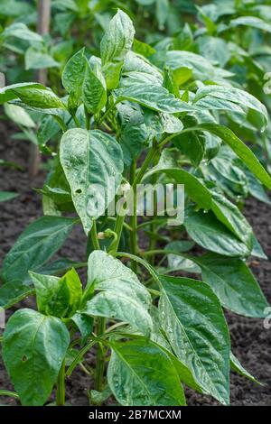 Im Garten wachsen junge Pfefferbüsche. Bulgarische oder süße Pfefferpflanzen. Stockfoto