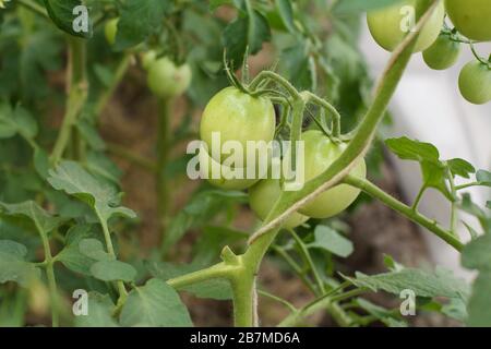 Unreife grüne Tomaten wachsen auf Büschen im Garten. Gewächshaus mit den grünen Tomaten, Obst an einem Zweig. Stockfoto