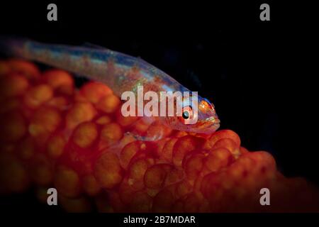 Sharpeye Pygmy Koby. Unterwasserfotografie aus Tulamen, Bali, Indonesien Stockfoto