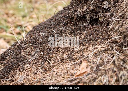 Große Milde mit Ameisenkolonie in Waldwäldern. Große Kolonie von roten und schwarzen Ameisen und riesigem Ameisennest aus Fichten oder Kiefern im Wald von Slowenien. Stockfoto