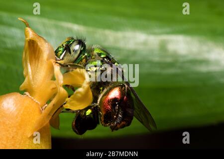 Bunte Orchideenbiene oder Exaerete auf einer gelben tropischen Blume. Erstaunliche Costa Rica Tierwelt. Familie Euglossini. Stockfoto