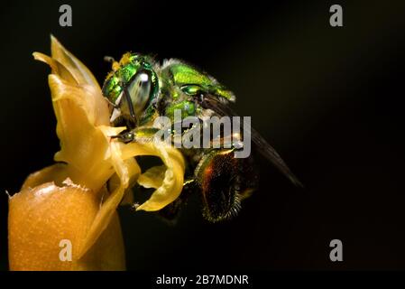 Bunte Orchideenbiene oder Exaerete auf einer gelben tropischen Blume. Erstaunliche Costa Rica Tierwelt. Familie Euglossini. Stockfoto