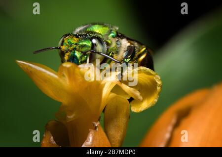 Bunte Orchideenbiene oder Exaerete auf einer gelben tropischen Blume. Erstaunliche Costa Rica Tierwelt. Familie Euglossini. Stockfoto