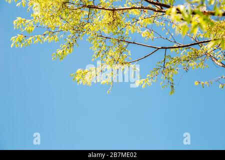 Frisches grünes Baumblatt mit blauem Himmelshintergrund Stockfoto