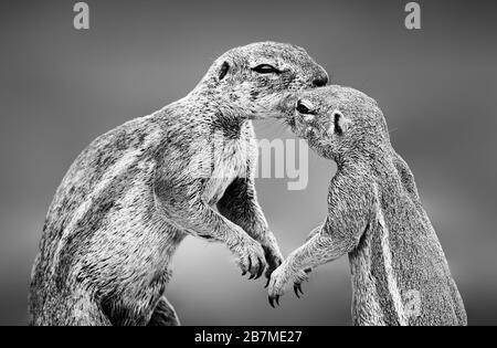 Erdhörnchen haben einen liebevollen Moment in der Kgalagadi. Schwarz und Weiß. Xerus inauris Stockfoto