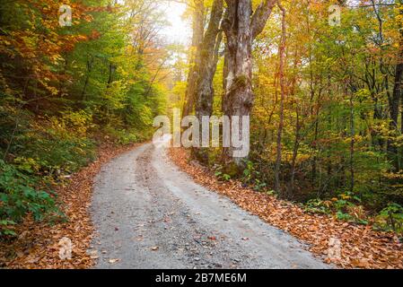 Verlassene Rückenstraße durch einen Laubwald während der Herbstfarbsaison Stockfoto