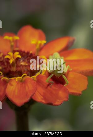 Ein Makroschuss einer Heuschrecke, die auf einer leuchtenden orangefarbenen Zinnia-Blume sitzt Stockfoto