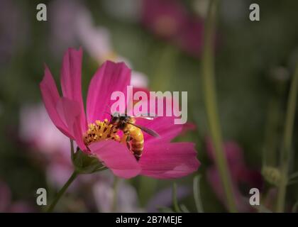 Biene oder Honigbiene, die auf einer rosafarbenen Gänseblümchenblume sitzen und Nektar sammeln Stockfoto