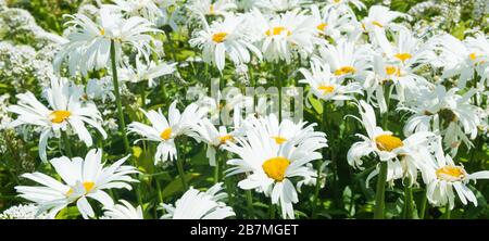Panoramablick auf Ox Eye Daisies in Blumen auf einer Wiese Stockfoto