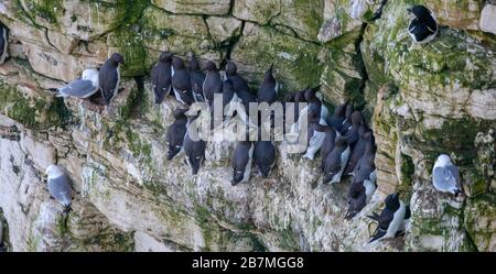 Brutguillemots drängten sich an einem Rand der Kreidefelsen an den Bempton Cliffs, East Yorkshire, zusammen Stockfoto