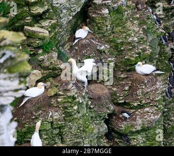 Ein Gannett, das Nistmaterial aus einem nahe gelegenen Gelege stiehlt, das von mehreren Vögeln beobachtet wurde, die Eier auf umliegenden Nestern an den Bempton Cliffs bebrüten Stockfoto