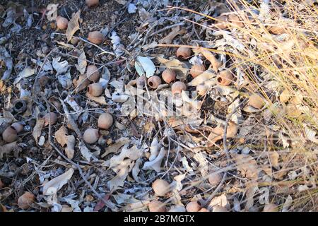 Bodenabdeckung und Samen in Western Australia Stockfoto