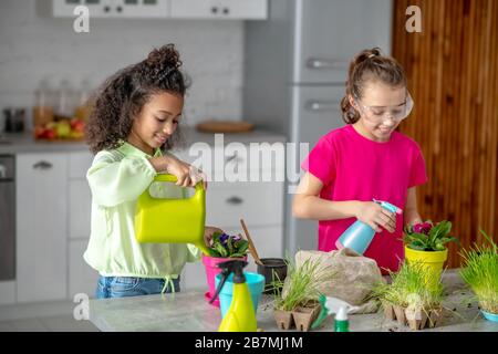 Mädchen wässern und bewässern Blumentöpfe in der Küche. Stockfoto