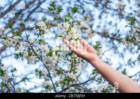 Im Frühling berührt DIE Hand einer Frau die blühenden weißen Blumen EINES Baumes. Kirschbaum Stockfoto