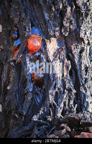 Kaugummi aus Bohrlöchern Woodland-Magie bei Füchsen lair Narrogin Stockfoto