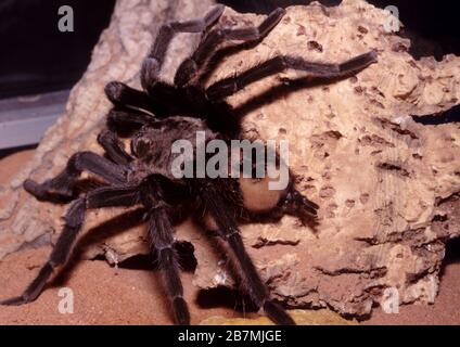Chilenische Rosen-Tarantula, Grammostola rosea Stockfoto