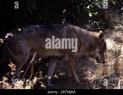 Italienischer oder apenniner Wolf, Canis lupus italikus Stockfoto