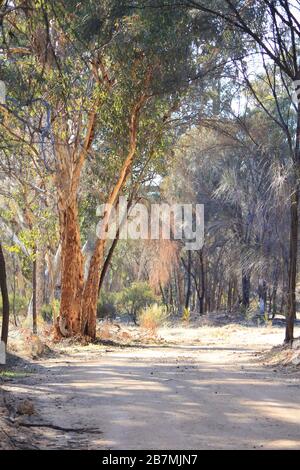 Waldmagie bei den Füchsen Lair Narrogin Stockfoto