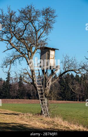 Wackelig erhabene verstecken sich oben auf einem hohen Baum Stockfoto