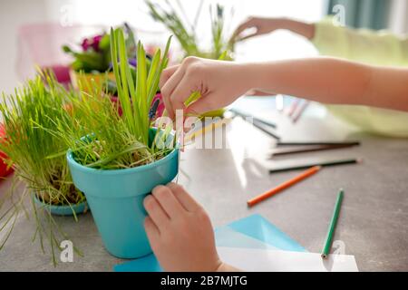 Hände der Kinder in der Nähe von Blumentöpfen mit grünen Pflanzen. Stockfoto