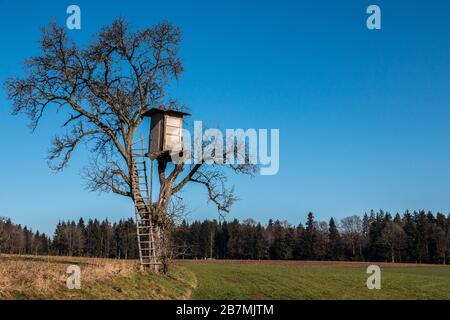 Wackelig erhabene verstecken sich oben auf einem hohen Baum Stockfoto