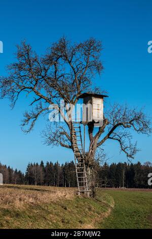 Wackelig erhabene verstecken sich oben auf einem hohen Baum Stockfoto