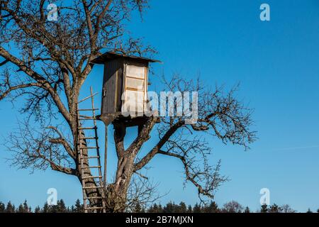 Wackelig erhabene verstecken sich oben auf einem hohen Baum Stockfoto