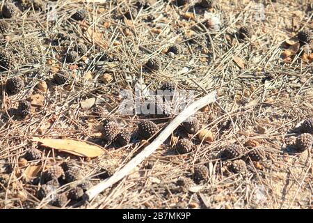 Bodenabdeckung und Samen in Western Australia Stockfoto