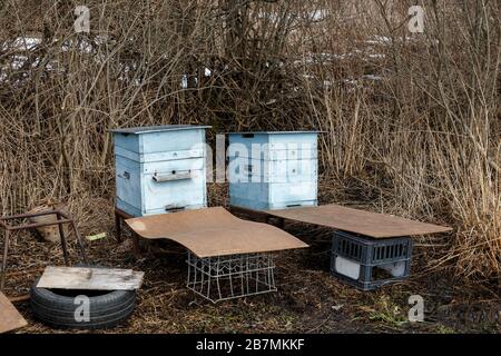 Zwei blaue Bienenstöcke stehen im Wald im Frühjahr. Vorbereitung auf die Honigsammlung. Stockfoto