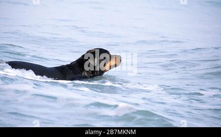 Ein Rottweiler, der im Sommer am Strand läuft. Gefährlicher Rassehund im Wasser am Strand löste sich glücklich beim Baden aus. Stockfoto