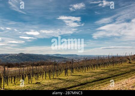 Großer Weinberg mitten auf dem Land Stockfoto