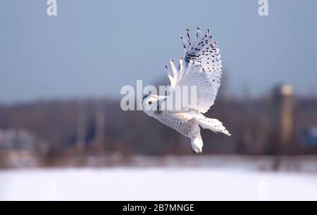 Schneewule (Bubo scandiacus) bei der Flugjagd über einen eisbedeckten Teich in Ottawa, Kanada Stockfoto