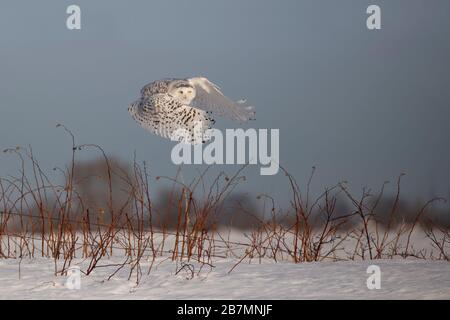 Schnee-Eule, die auf der Flugjagd über ein schneebedecktes Feld in Ottawa, Kanada, antreten Stockfoto