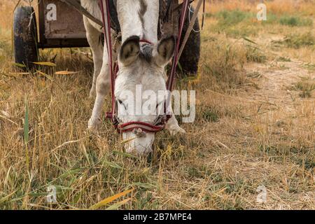 Esel isst Gras auf der Weide, Eselskopf. Stockfoto