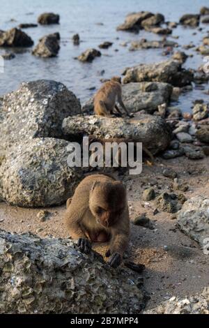 SAM Roi YOT, THAILAND: Makakenaffen rächen sich am 14. März 2020 in Khao Sam Roi Yot, Thailand, an einem Strand in Ko Ko Ko RAM, auch bekannt als 'Monkey Island. (Foto - Jack Taylor) Stockfoto