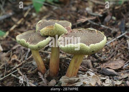 Xerocomellus cisalpinus, die Blaufoot bolete, (früher Boletus chrysenteron, die Red Cracking Bolete genannt), wilder Pilz aus Finnland Stockfoto