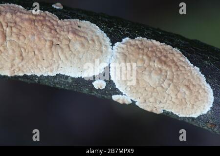 Corticium-Laeve, bekannt als Tränendropper, Wildpilz aus Finnland Stockfoto